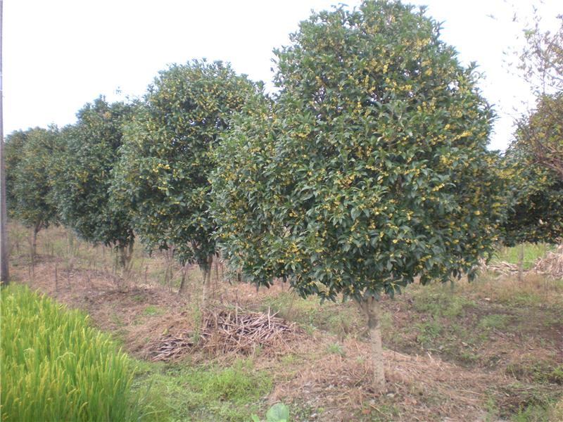 桂花树